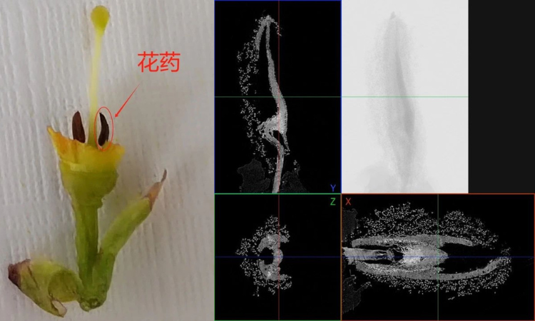 突破传统检测瓶颈!显微CT如何助力高效农业研究?支持付费测试!