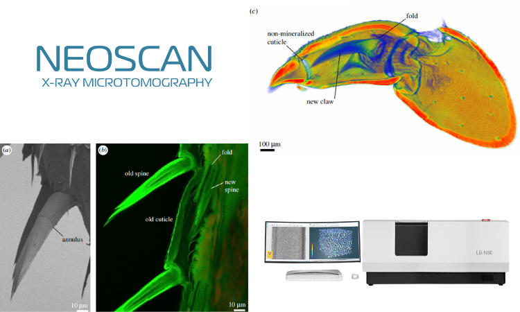用户成果｜甲壳动物外骨骼结构多样性研究综述：显微CT视角下的仿生新启示
