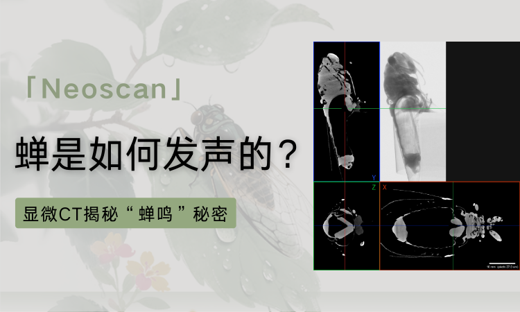 显微CT扫描蝉的发声结构！