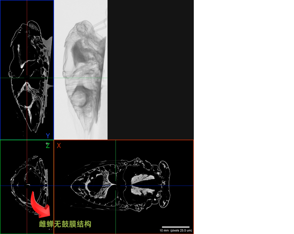 使用 Neoscan N80 显微CT扫描干燥的雌蝉标本